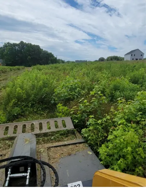 Dense brush cleared with a bush hog attachment in Charlotte NC